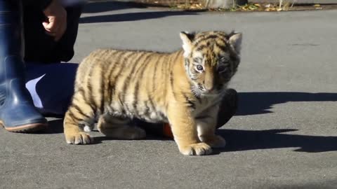 a tiger cub