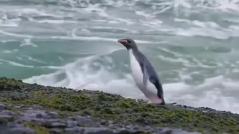 Penguin funny