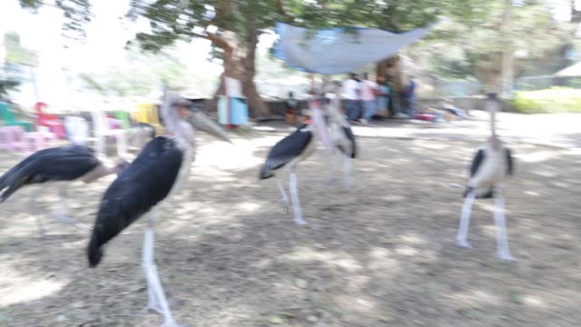 Amora Gedel Fish Market Place Aba Coda Birds EATING fish