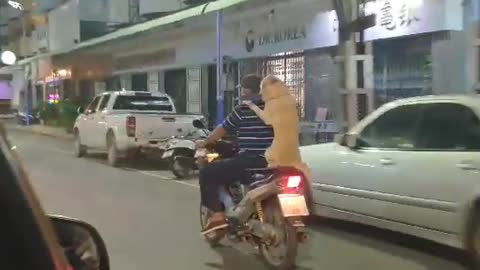 Man's Best Friend Along for the Ride