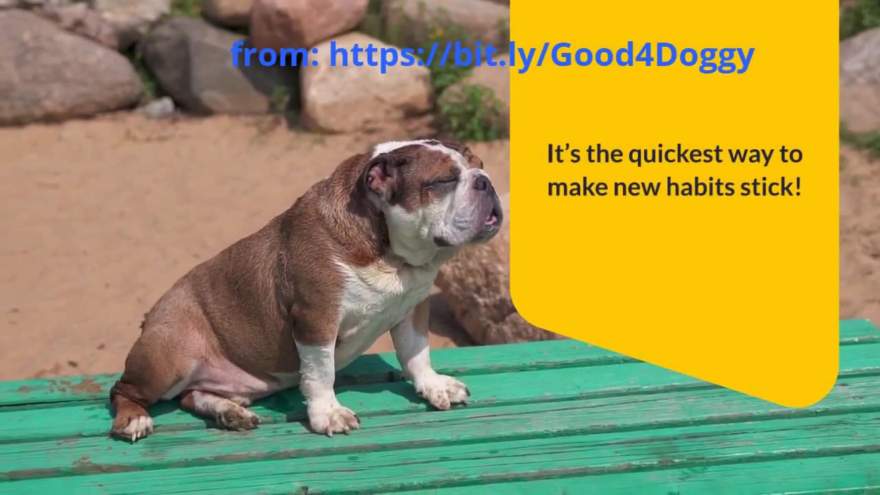 Fast Dog Training Tips: Transform Your Dog in Record Time!
