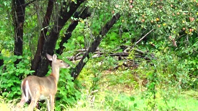 White Tailed Deer