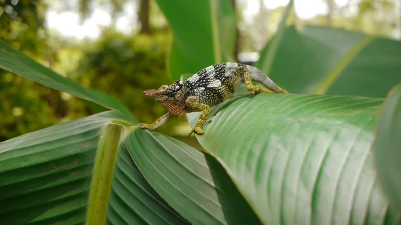 Two-Horned Chameleon