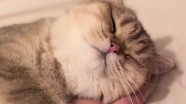 Cute video clips of the cute cat