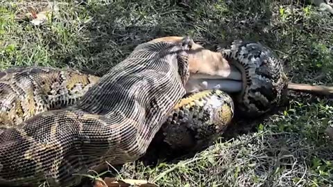 How Florida biologists discovered a Burmese python swallowing a fully-grown deer