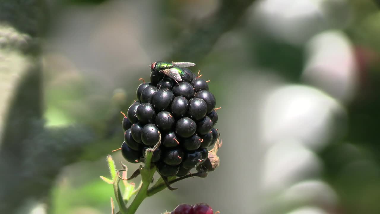 Berry Fly Nature Wing Sitting Plant Animal