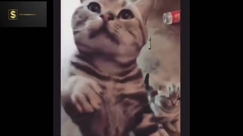 Best funny cat videos | Funny videos of 2022. (part 3)