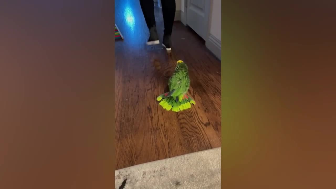 FUNNY AND CUTE PARROTS - TRY NOT TO LAUGH!! ❤️🦜