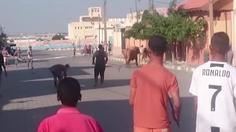 A bull escapes through the streets