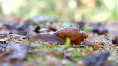 relaxed snail