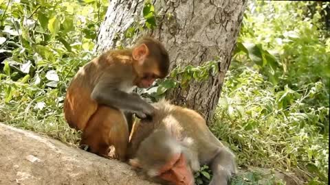 Cute mother monkey cute 🥰 monkey 🐒🐒🐒🐒 #rumble