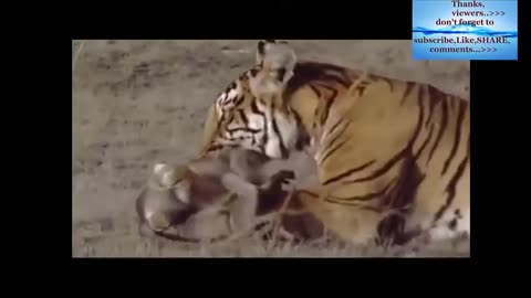 Tiger_Attack_-_Tiger_Killed_Monkey