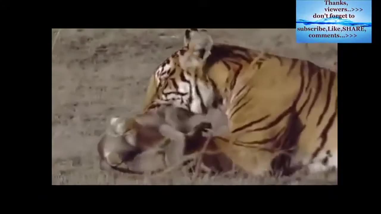 Tiger_Attack_-_Tiger_Killed_Monkey