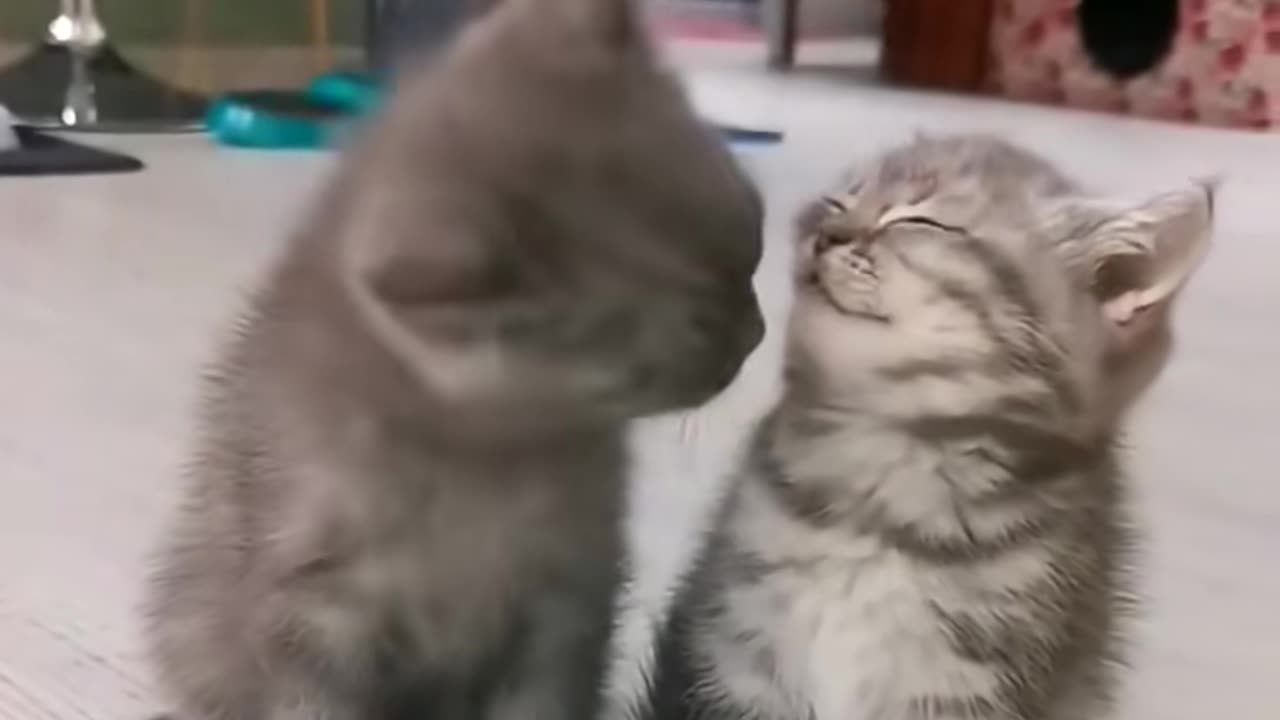 Cat love Eachother.cat and baby cat #short #cat #viral