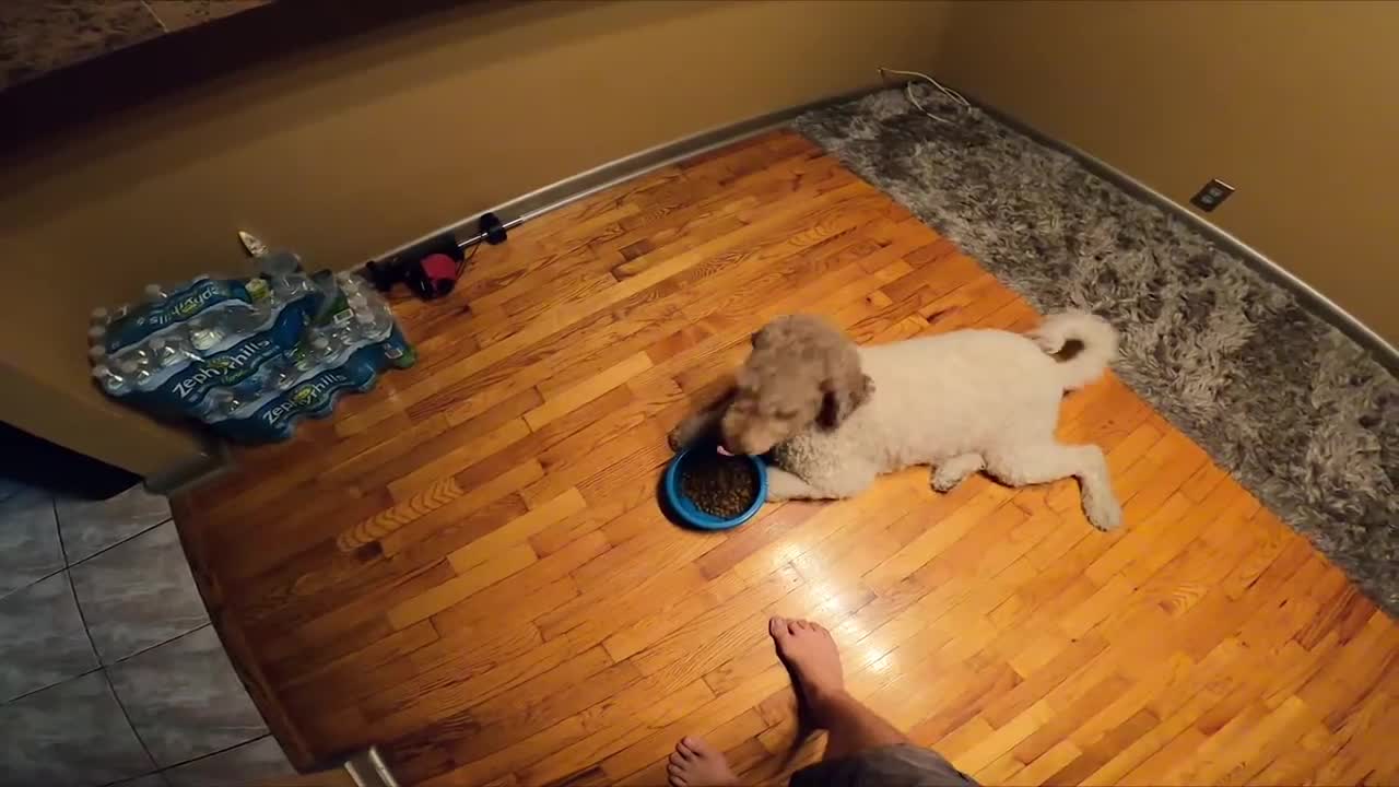 Labradoodle feeding Ritual