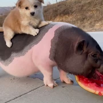 My black and white Peggie 🐽