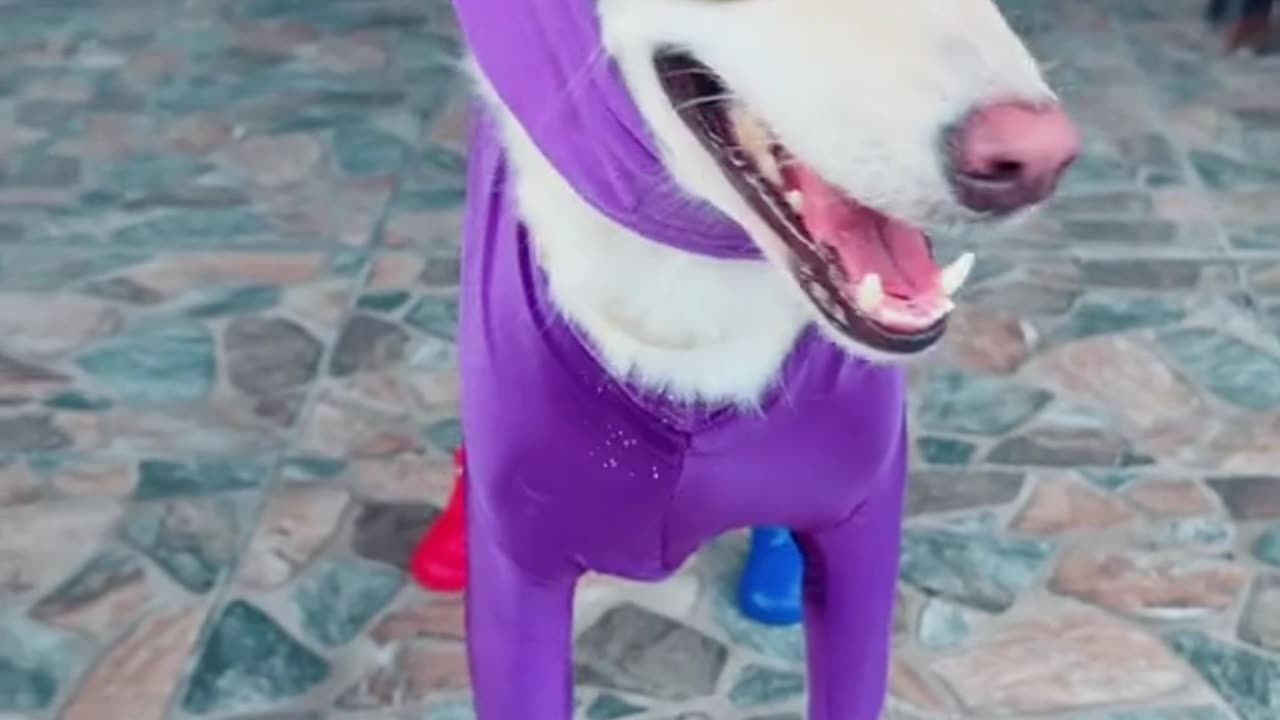 Funny outfits of DOGS