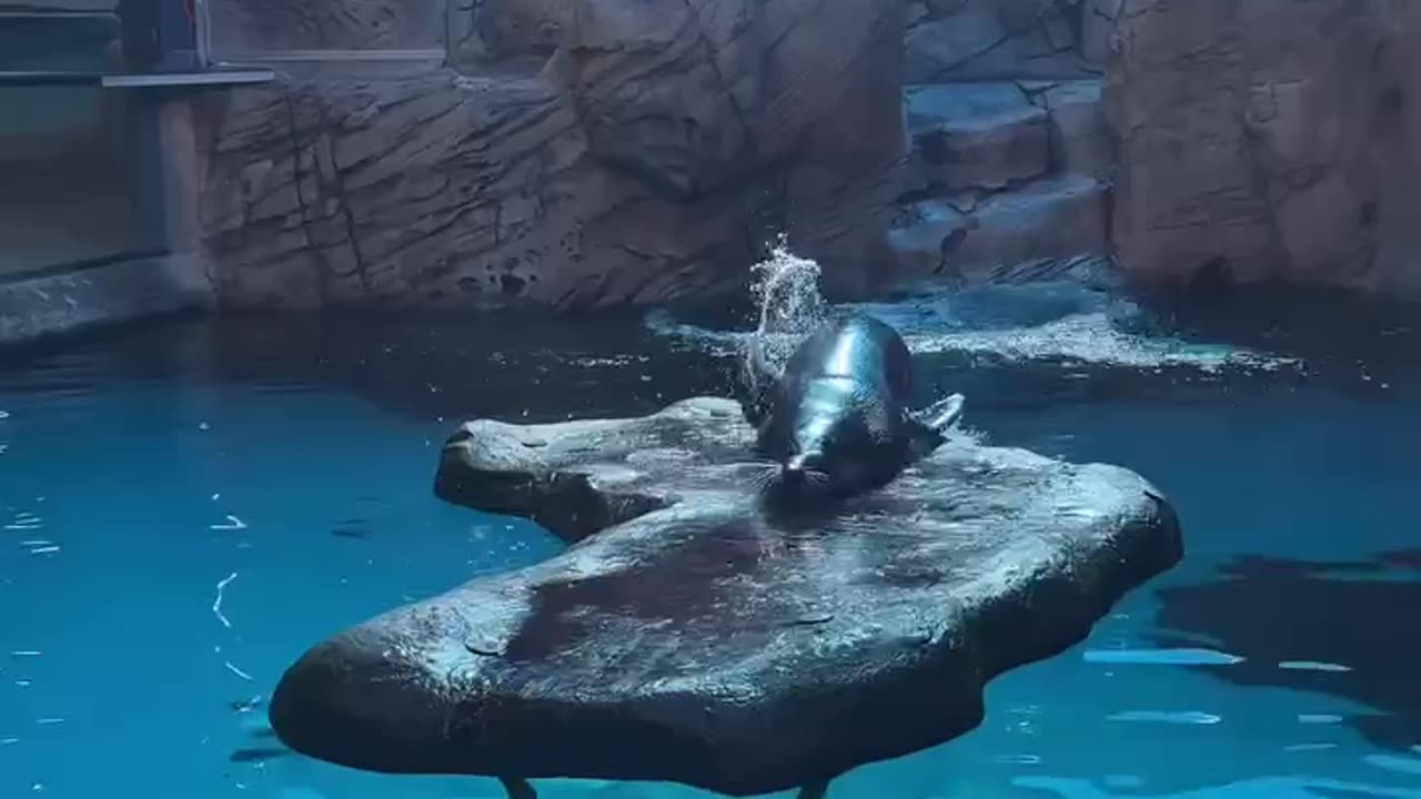 Seal having fun