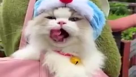 Funny cat🐈 videos 😹