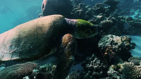 A Turtle Swimming Underwater