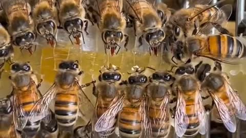 Honeybees doing lunch yoghurt amazing video