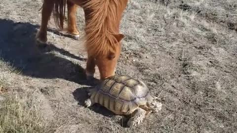 Tortoise and Pony are Pasture Buddies