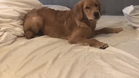 Golden retriever puppy throws tantrum because mom has to go to work