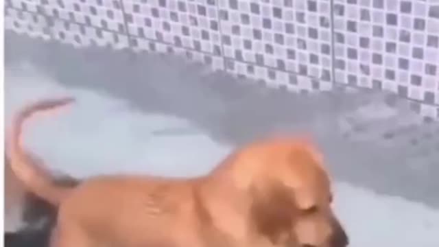 Best Funny Animal Videos - Funniest Dogs And Cats Videos 2022 #Shorts