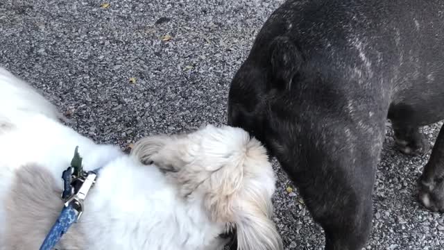 Dogs meet at Beer Fest