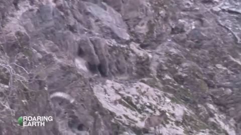 Snow Leopard Attacks Prey On Steep Mountain