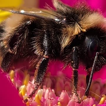 The decline of the elusive Scottish Black Bee or Wood Bee