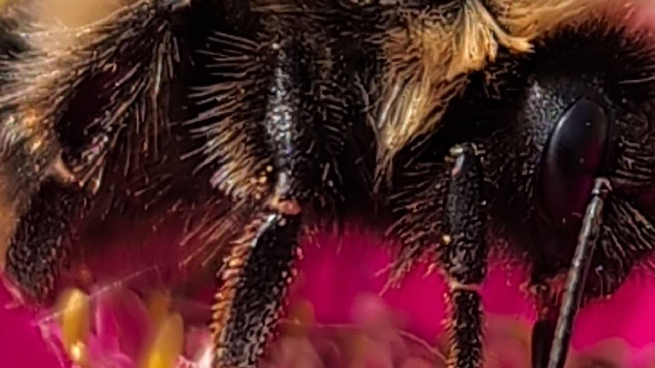 The decline of the elusive Scottish Black Bee or Wood Bee