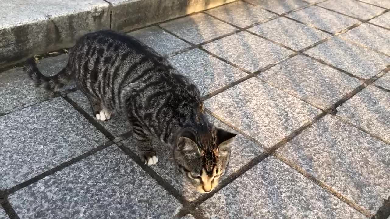 Baby cat's mistake coming down the stairs (lost one's footing)