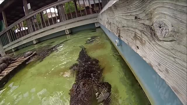 Gator Chomps GoPro