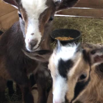 Cute Baby Goats (Rue, Ginny, and Marvin)