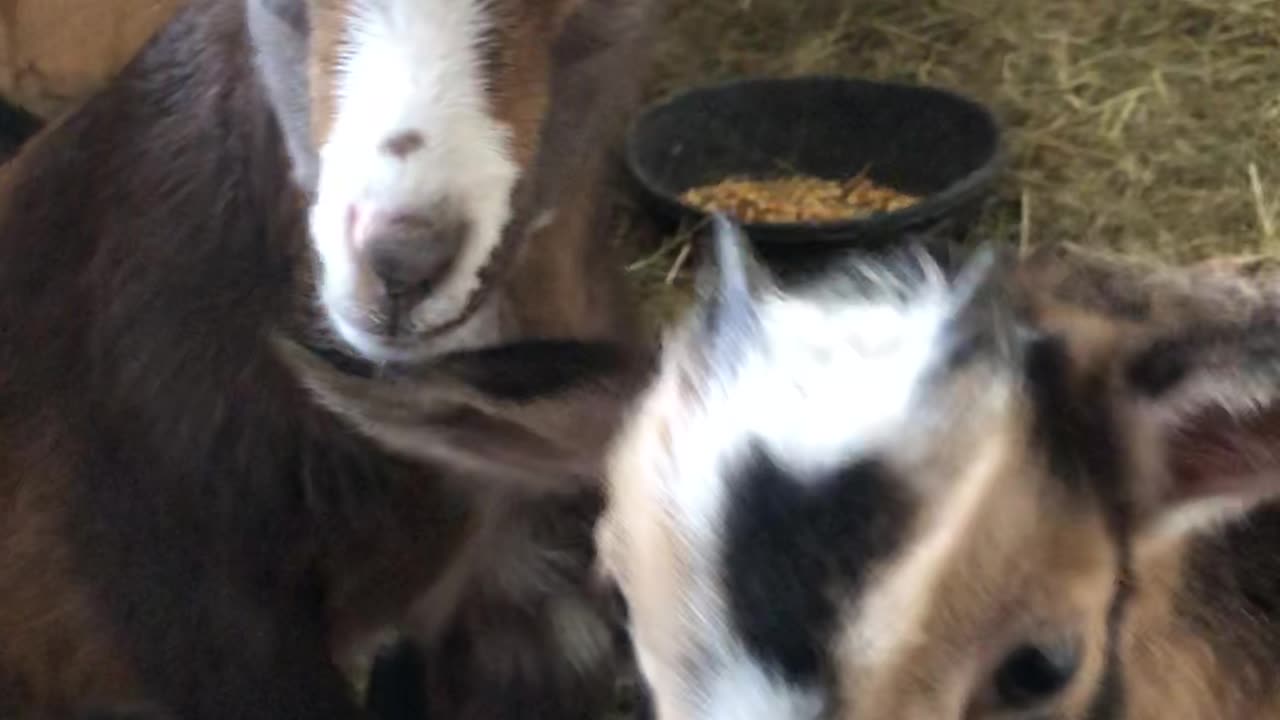 Cute Baby Goats (Rue, Ginny, and Marvin)