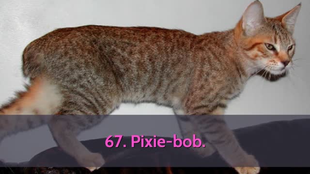 All cat breeds In alphabetical order with pictures (98 domestic breeds worldwide)