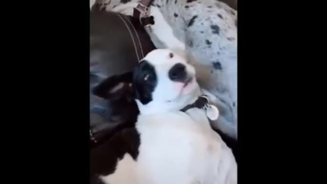 Cute Animal Videos | Funniest Dogs And Cats - Funny Pet Animals Videos