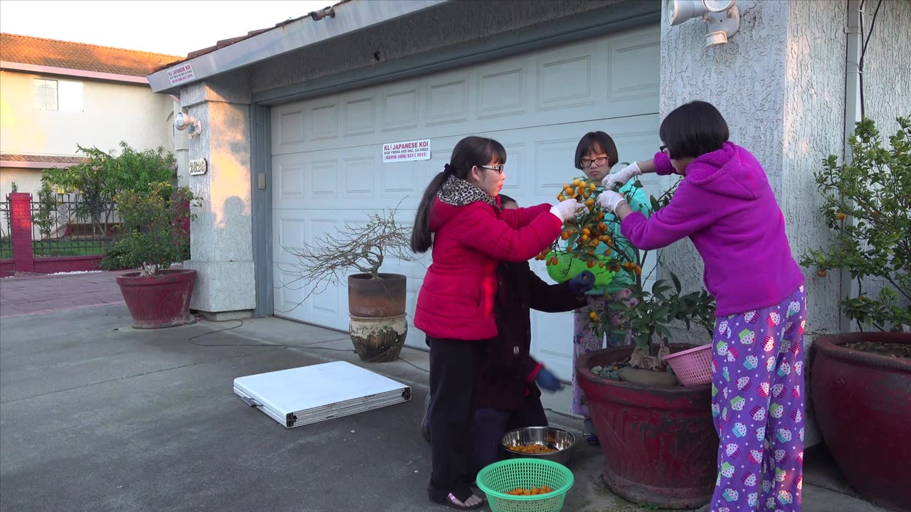 THU HOẠCH TRÁI TẮC KUMQUAT XUNG QUANH NHÀ.