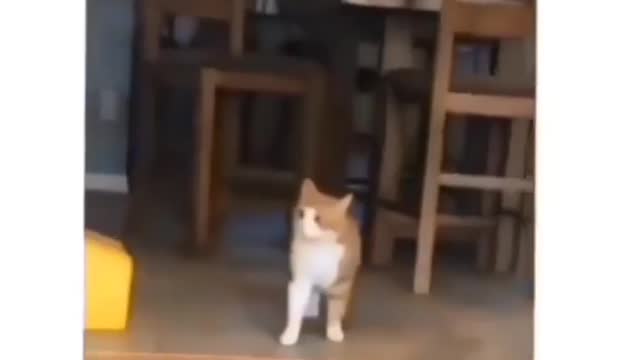 Cat makes hilarious face while scratching