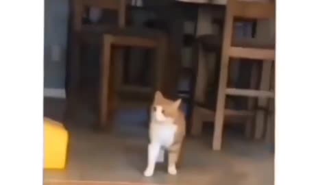 Cat makes hilarious face while scratching