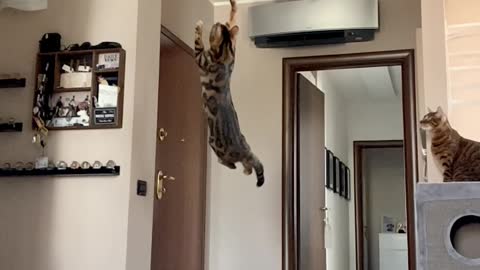 Cat Makes Giant Jump for Balloon