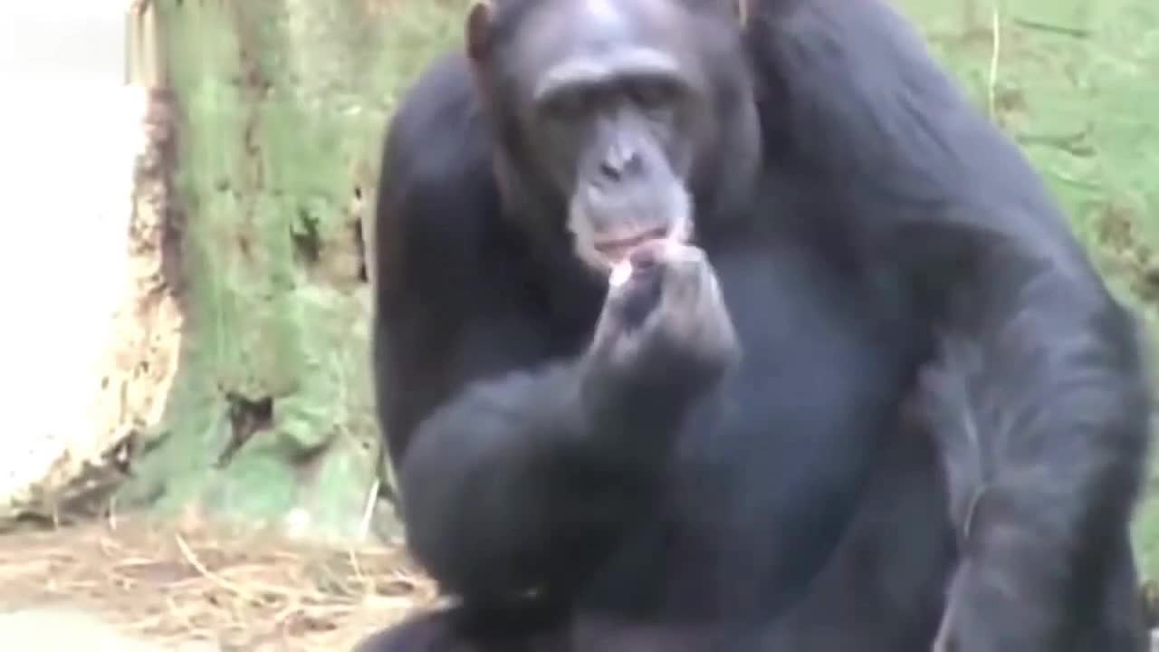 monkey smoking