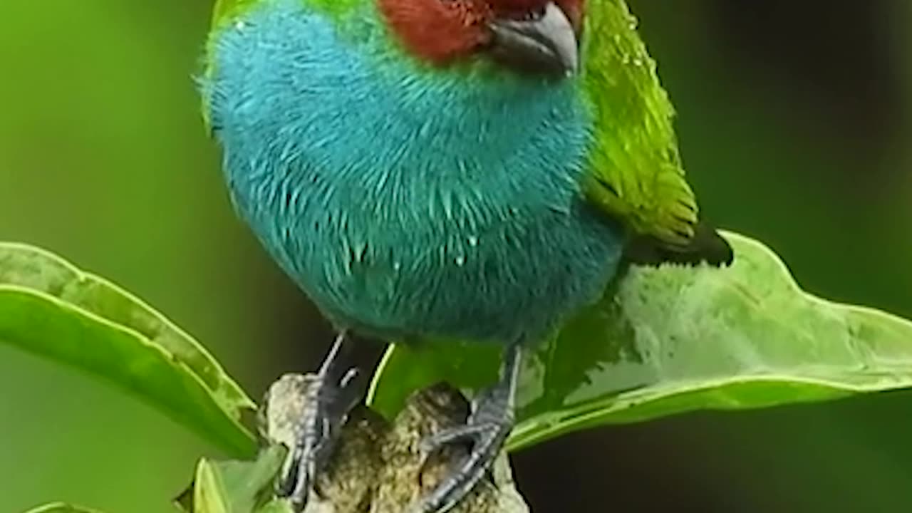 Beautiful Birds