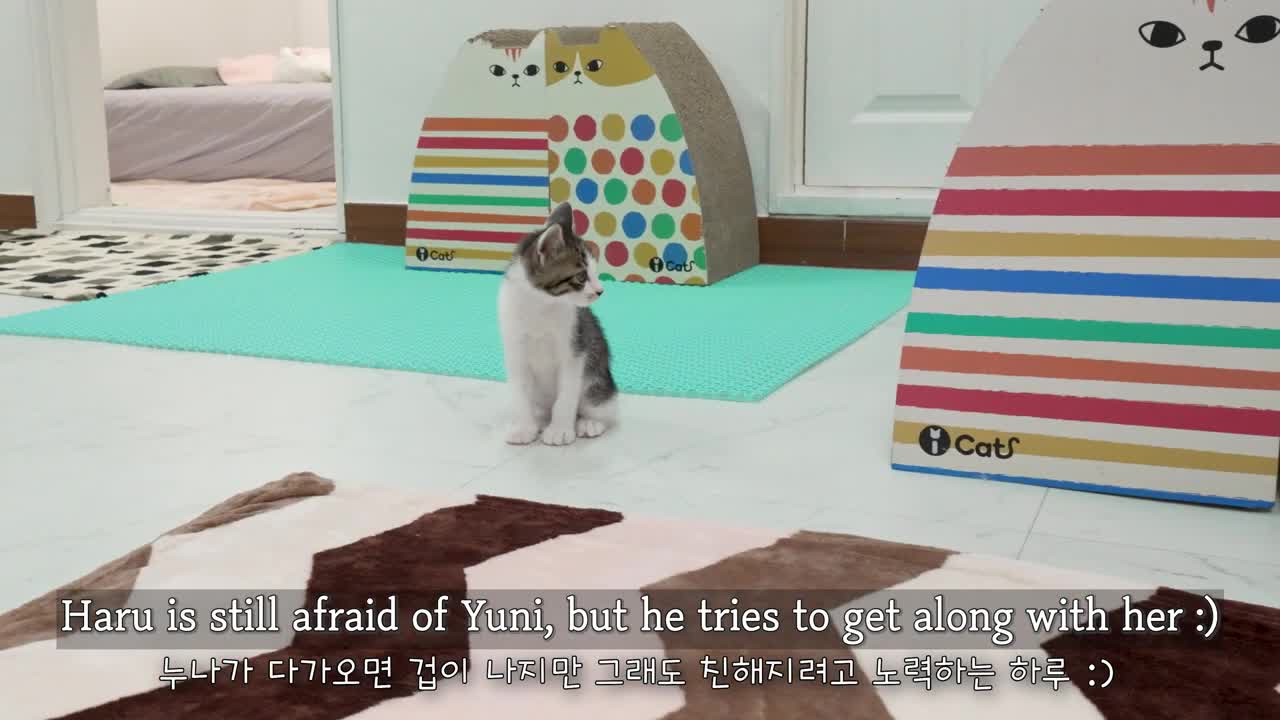 Can the Big Cat Accept a Rescued Kitten as a Family? │ Episode.28