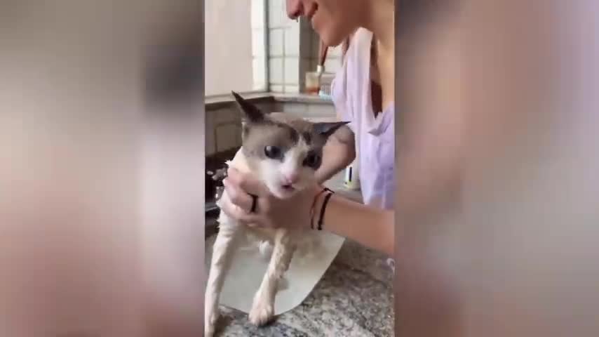 Funny cat videos 2021 🐱 Try not to Laugh or grin 😂 CATS BEST MOMENTS