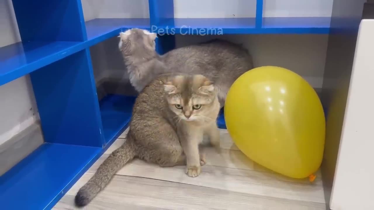 Funny Animals