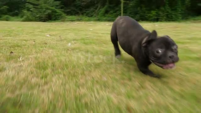 Bulldog puppy running