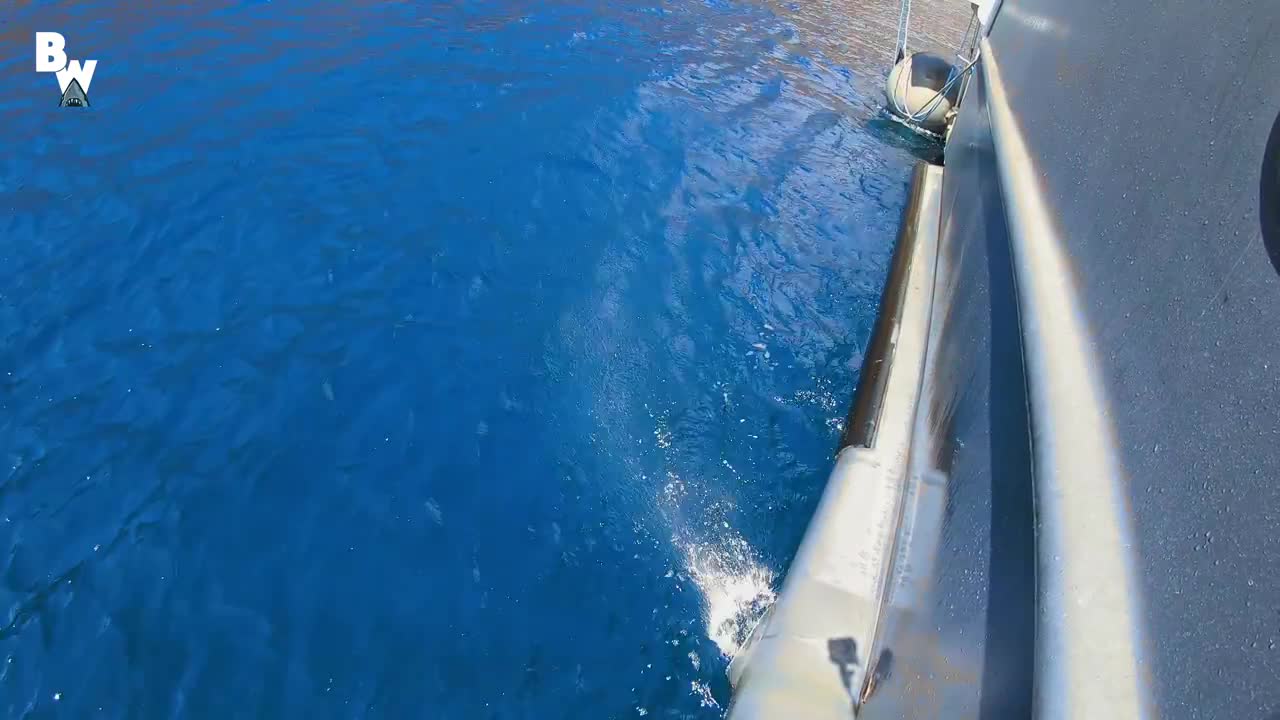 Great White Shark Submarine
