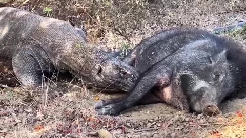 This wild boar has a hard time escaping from salamanders